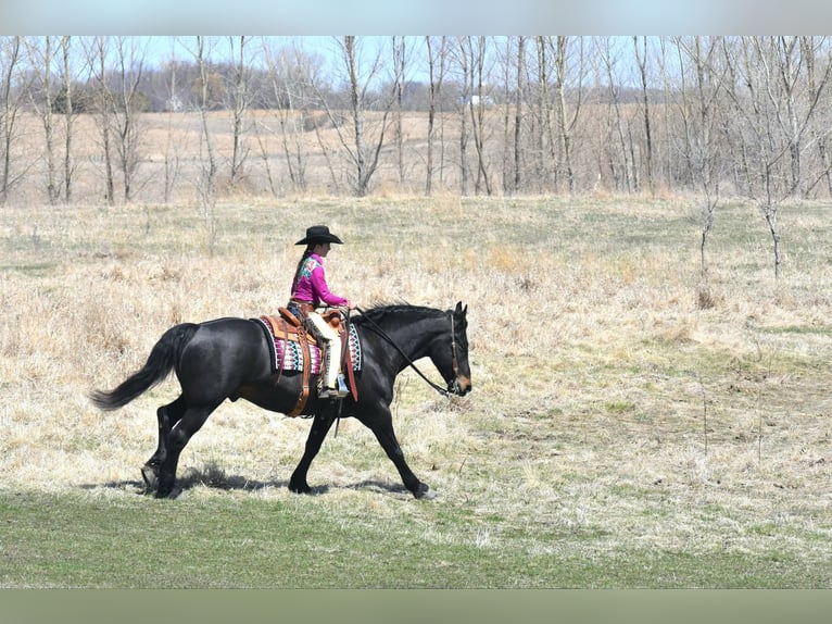 Percheron Castrone 5 Anni 157 cm Morello in Joice IA