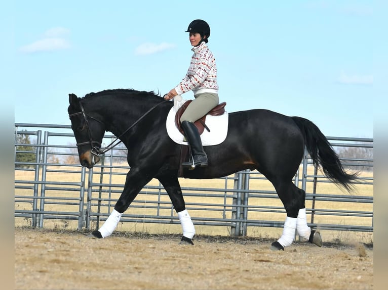 Percheron Castrone 5 Anni 157 cm Morello in Joice IA