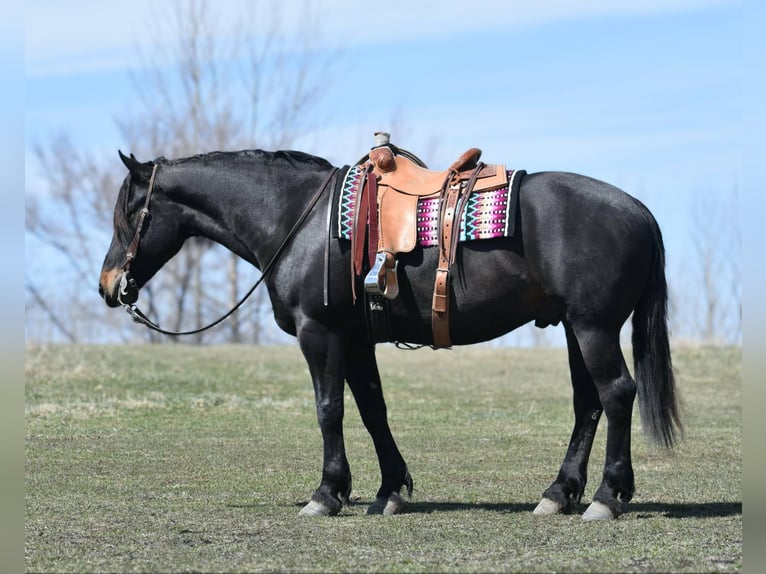 Percheron Castrone 5 Anni 157 cm Morello in Joice IA