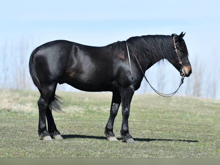 Percheron Castrone 5 Anni 157 cm Morello in Joice IA