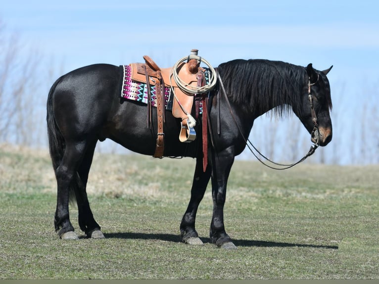 Percheron Castrone 5 Anni 157 cm Morello in Joice IA