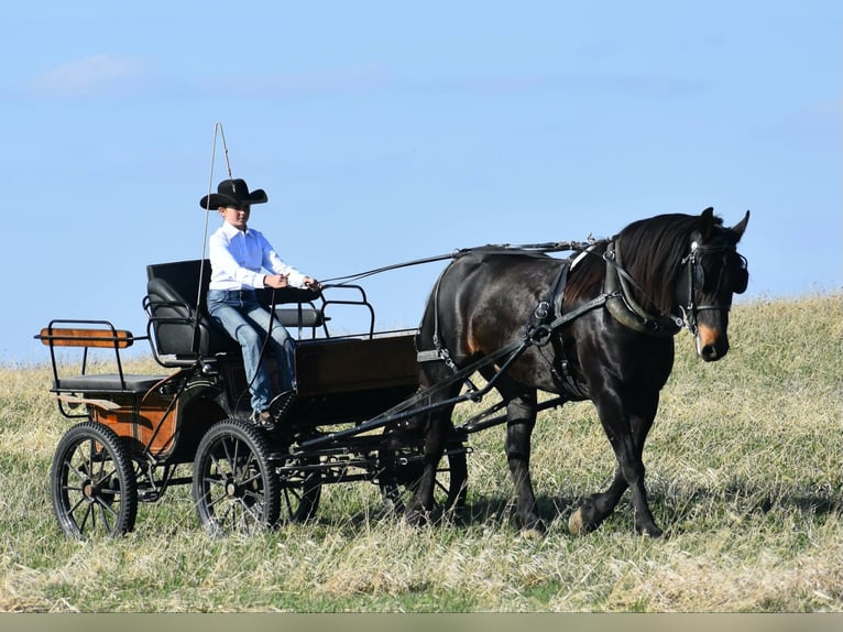 Percheron Castrone 5 Anni 157 cm Morello in Joice IA