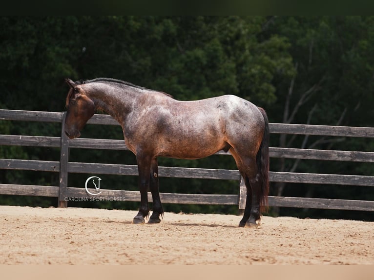 Percheron Mix Castrone 5 Anni 160 cm Baio roano in Clover