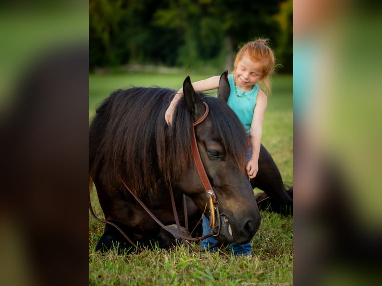 Percheron Mix Castrone 5 Anni 160 cm Morello in Auburn, KY