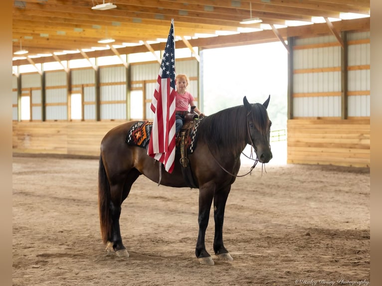 Percheron Mix Castrone 5 Anni 160 cm Morello in Auburn, KY