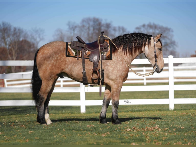 Percheron Mix Castrone 5 Anni 160 cm Pelle di daino in Independence