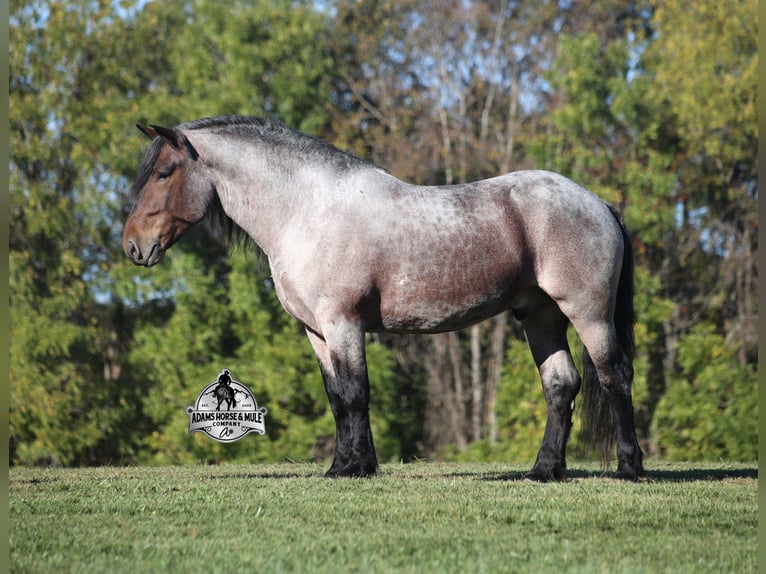 Percheron Castrone 5 Anni 163 cm Baio roano in Mount Vernon, KY