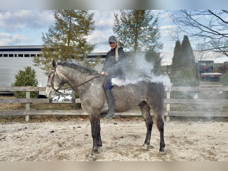 Percheron Mix Castrone 5 Anni 163 cm Grigio in Gap