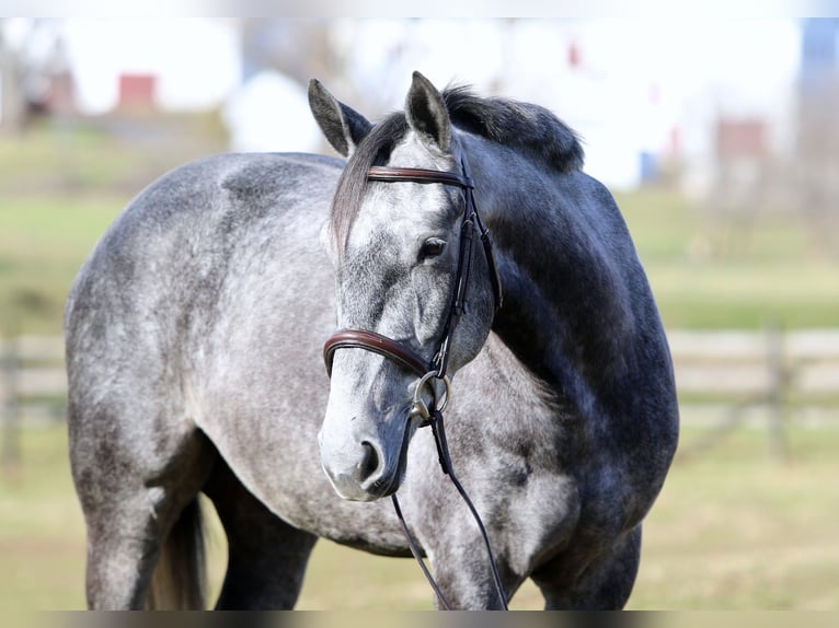 Percheron Mix Castrone 5 Anni 163 cm Grigio in Gap