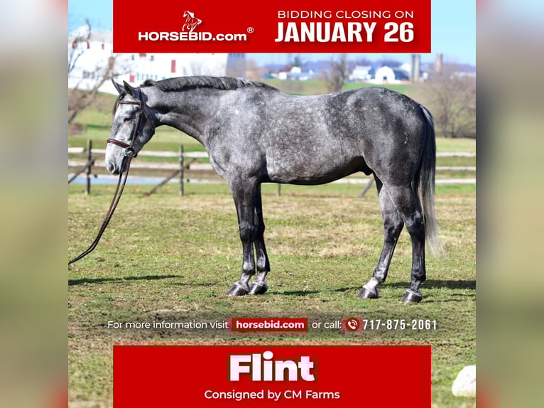 Percheron Mix Castrone 5 Anni 163 cm Grigio in Gap