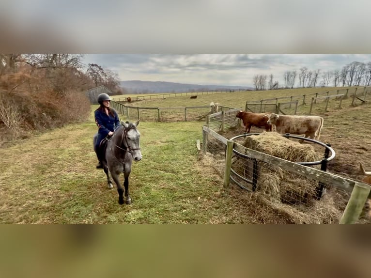 Percheron Mix Castrone 5 Anni 163 cm Grigio in Gap