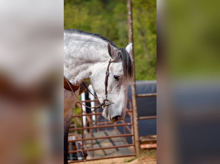 Percheron Castrone 5 Anni 163 cm Grigio in Tompkinsville, KY