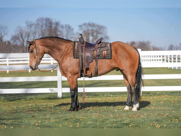 Percheron Mix Castrone 5 Anni 163 cm Pelle di daino in Independence