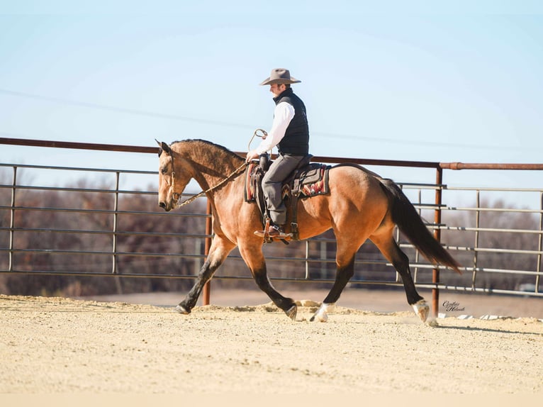 Percheron Mix Castrone 5 Anni 163 cm Pelle di daino in Independence