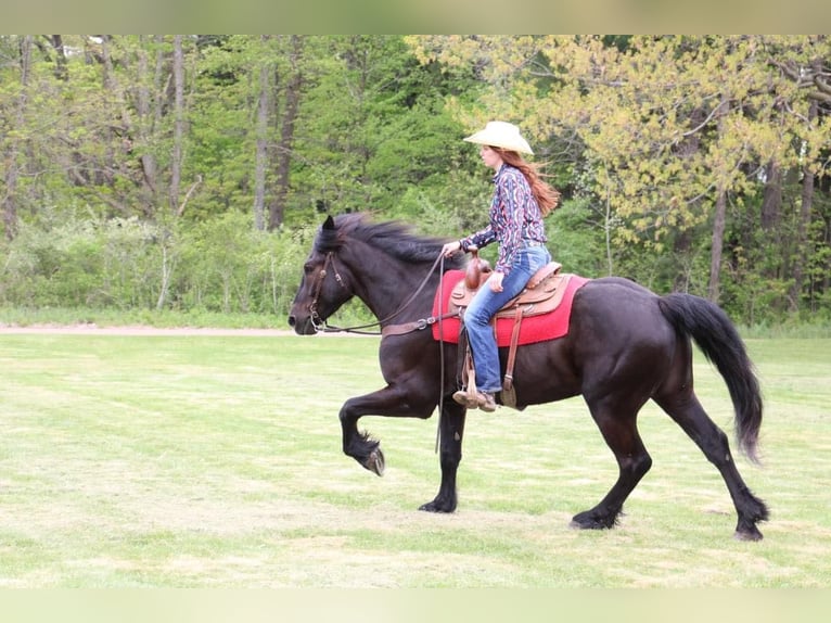 Percheron Castrone 5 Anni 165 cm Morello in Howell MI