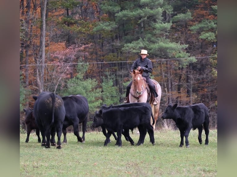 Percheron Mix Castrone 5 Anni 165 cm Roano rosso in Littlestown