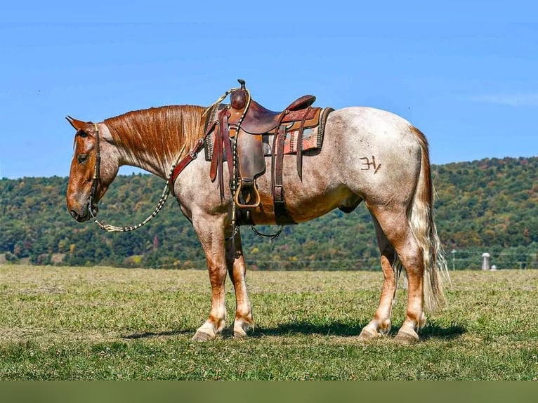 Percheron Mix Castrone 5 Anni 165 cm Roano rosso in Littlestown