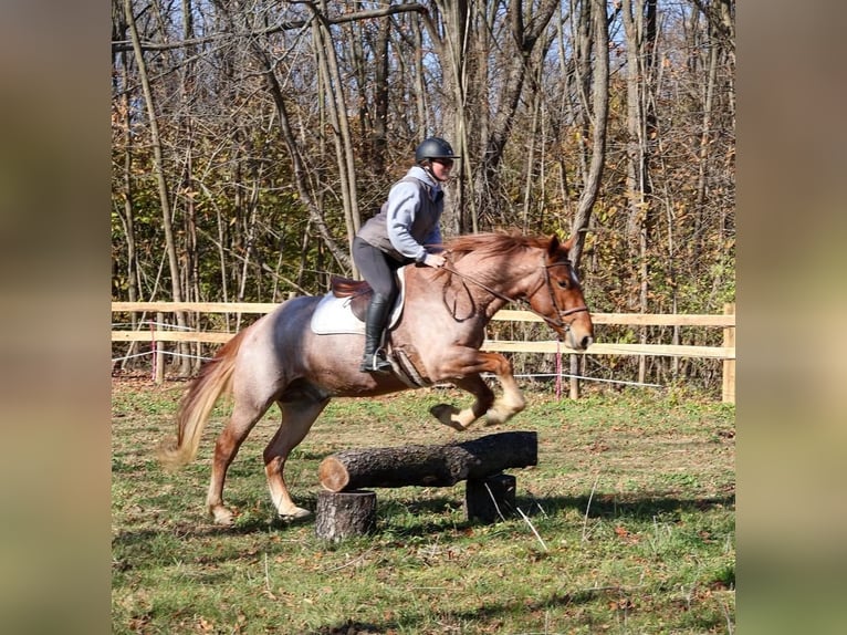 Percheron Mix Castrone 5 Anni 165 cm Roano rosso in Littlestown