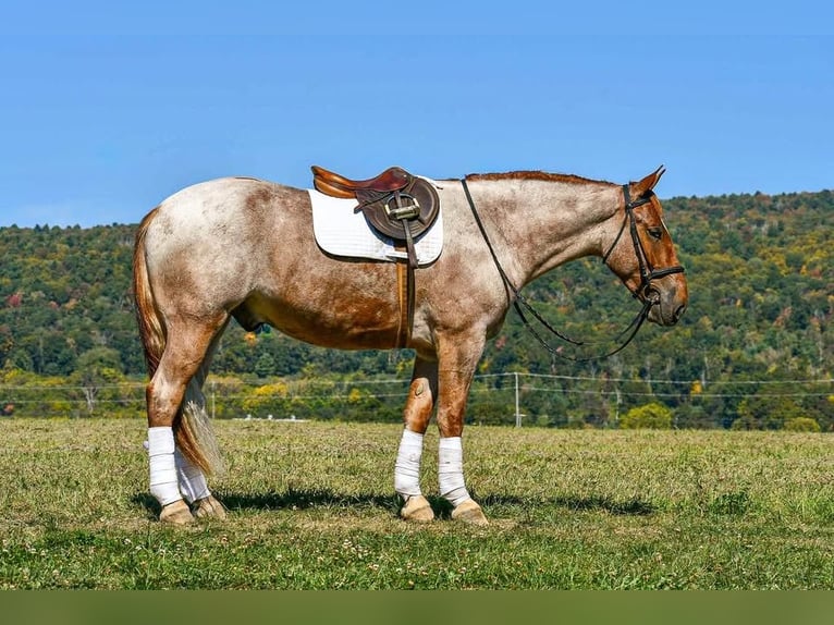 Percheron Mix Castrone 5 Anni 165 cm Roano rosso in Littlestown