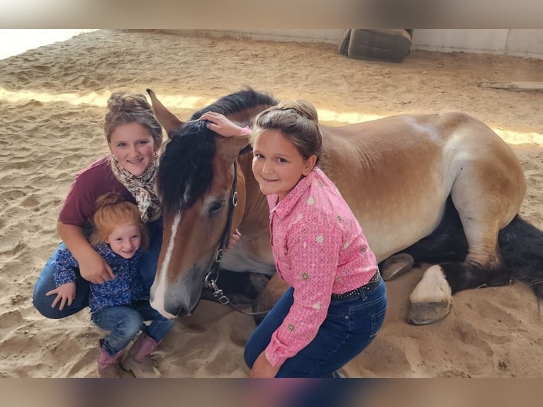 Percheron Mix Castrone 5 Anni 168 cm Baio ciliegia in Camden, MI