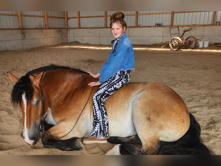 Percheron Mix Castrone 5 Anni 168 cm Baio ciliegia in Camden, MI