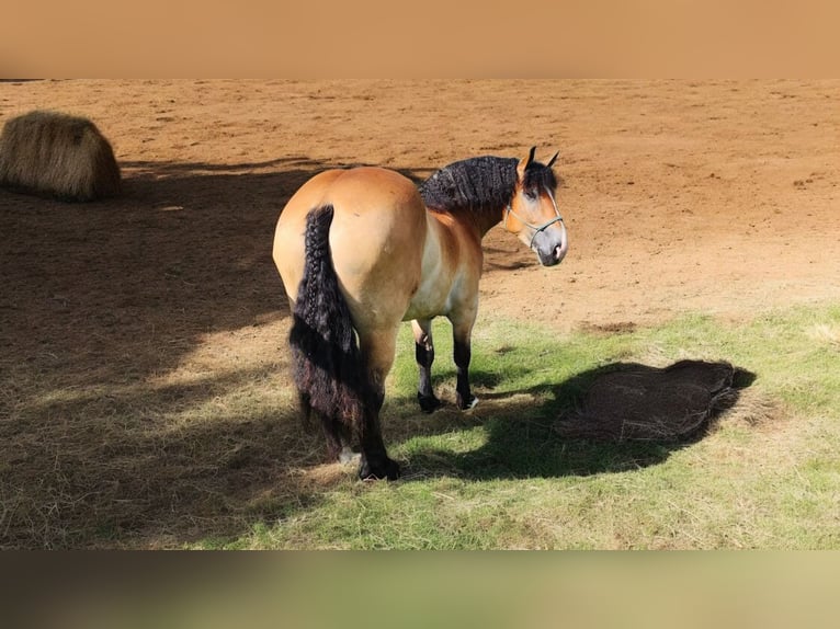 Percheron Mix Castrone 5 Anni 168 cm Baio ciliegia in Camden, MI