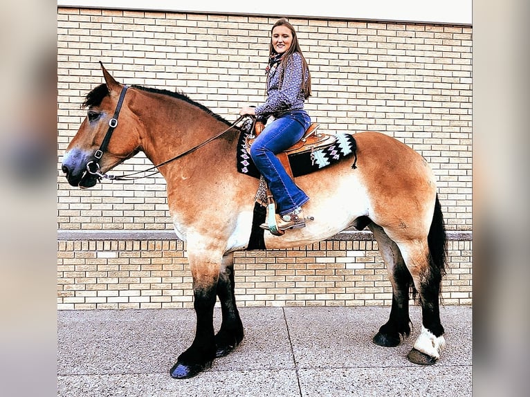 Percheron Mix Castrone 5 Anni 168 cm Baio ciliegia in Camden, MI