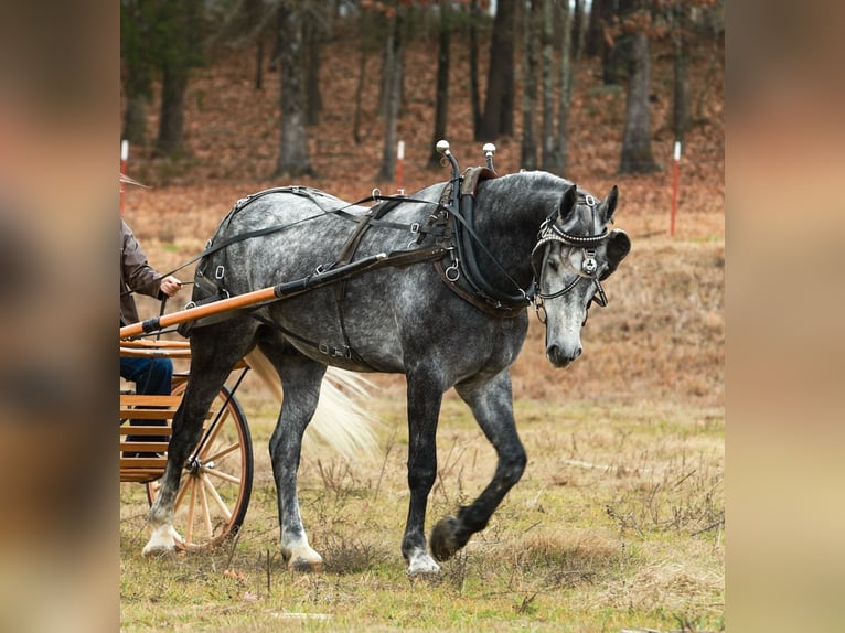 Percheron Mix Castrone 5 Anni 168 cm Grigio in Quitman