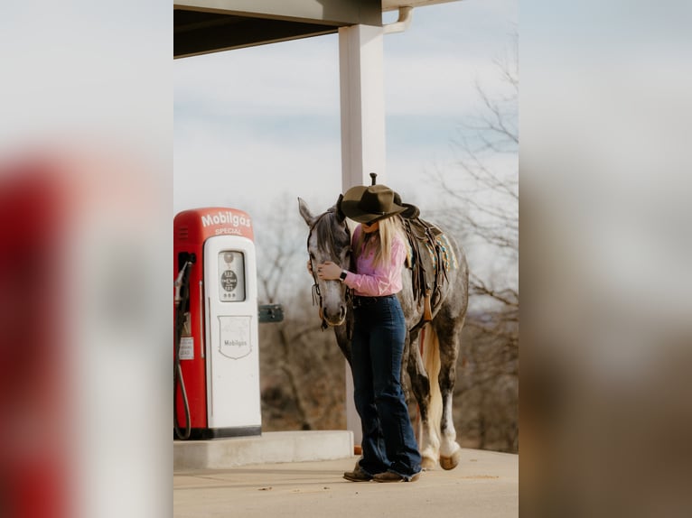 Percheron Mix Castrone 5 Anni 168 cm Grigio in Quitman