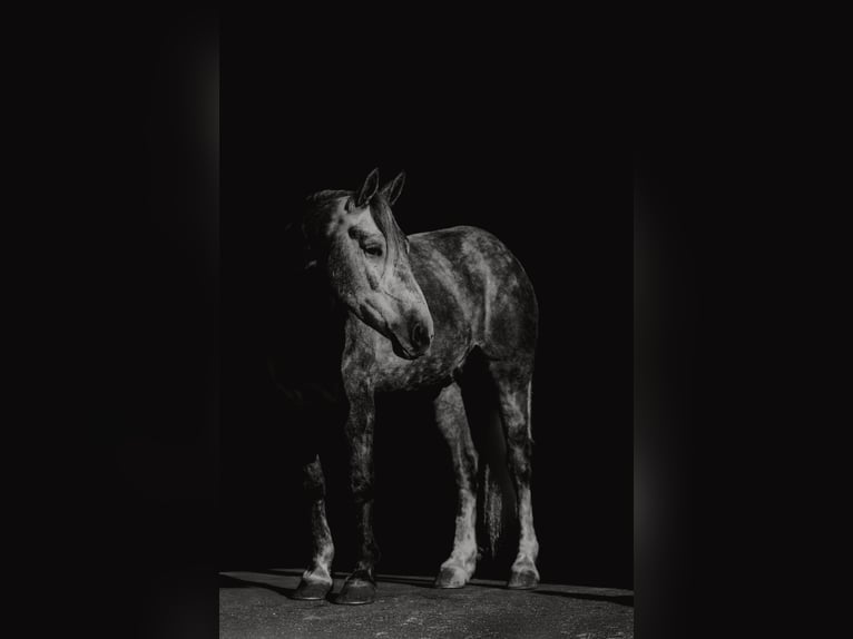 Percheron Mix Castrone 5 Anni 168 cm Grigio in Quitman