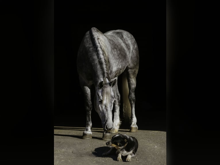 Percheron Mix Castrone 5 Anni 168 cm Grigio in Quitman