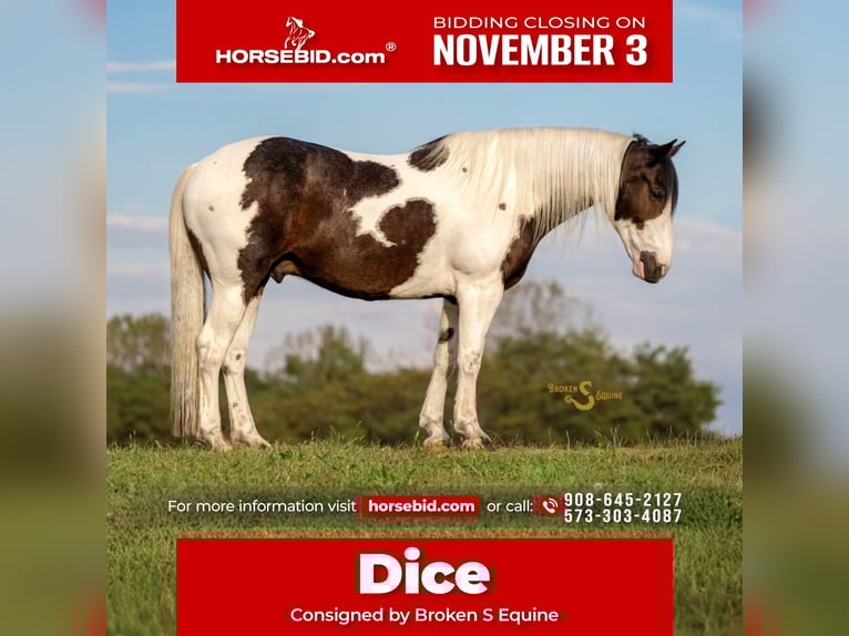 Percheron Mix Castrone 5 Anni 168 cm Pezzato in Bogard