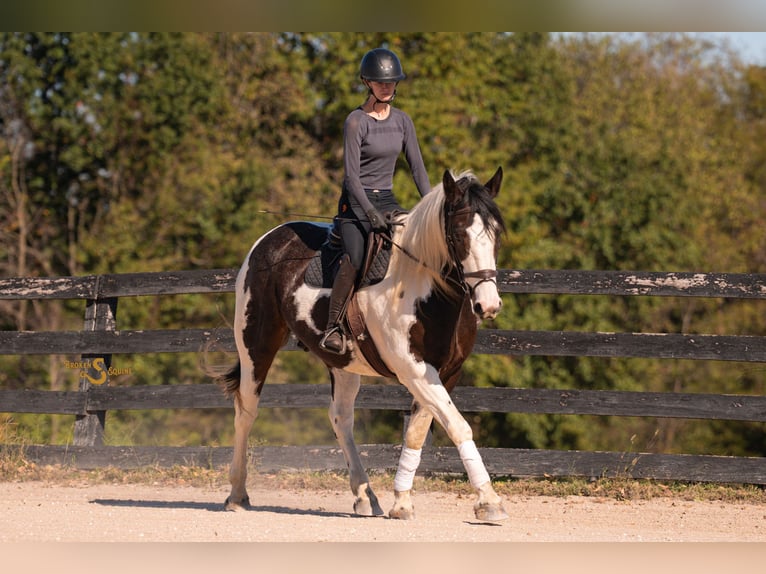 Percheron Mix Castrone 5 Anni 168 cm Pezzato in Bogard