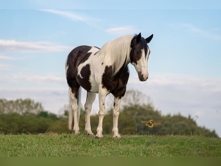 Percheron Mix Castrone 5 Anni 168 cm Pezzato in Bogard