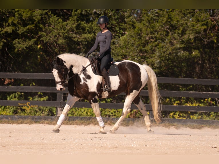 Percheron Mix Castrone 5 Anni 168 cm Pezzato in Bogard
