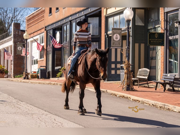 Percheron Mix Castrone 5 Anni 170 cm Baio ciliegia in Bogard