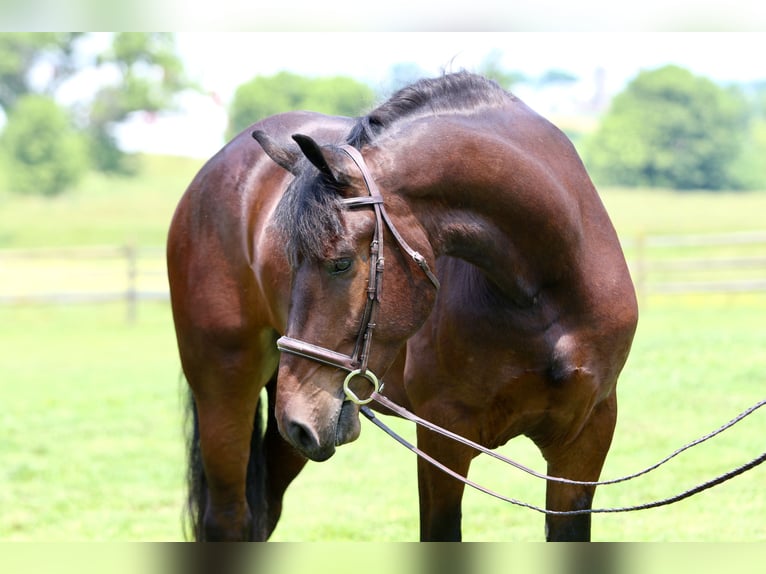 Percheron Mix Castrone 5 Anni 170 cm Baio ciliegia in Gap, PA