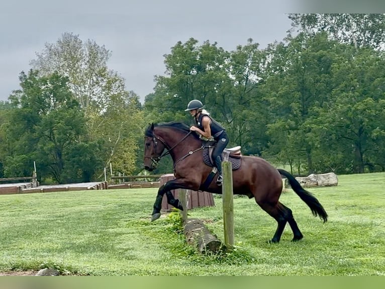 Percheron Mix Castrone 5 Anni 170 cm Baio ciliegia in Gap, PA
