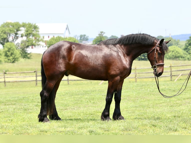 Percheron Mix Castrone 5 Anni 170 cm Baio ciliegia in Gap, PA