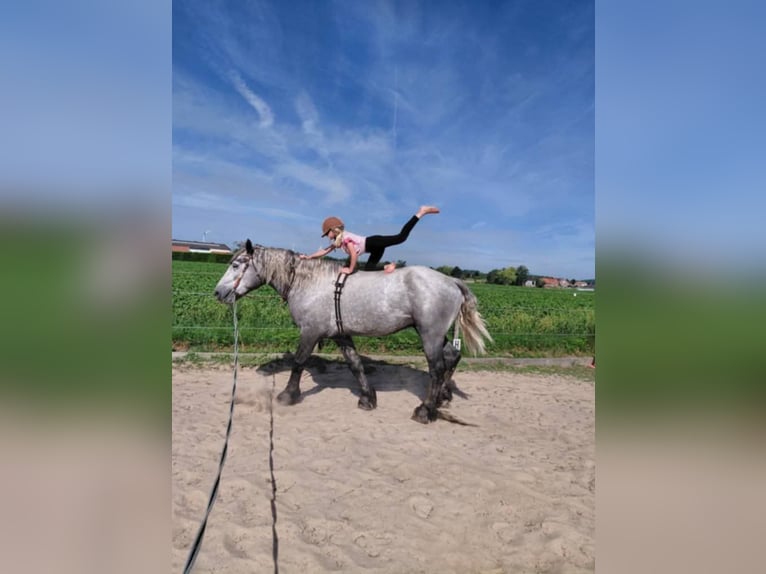 Percheron Castrone 5 Anni 172 cm Leardo in Kachtem