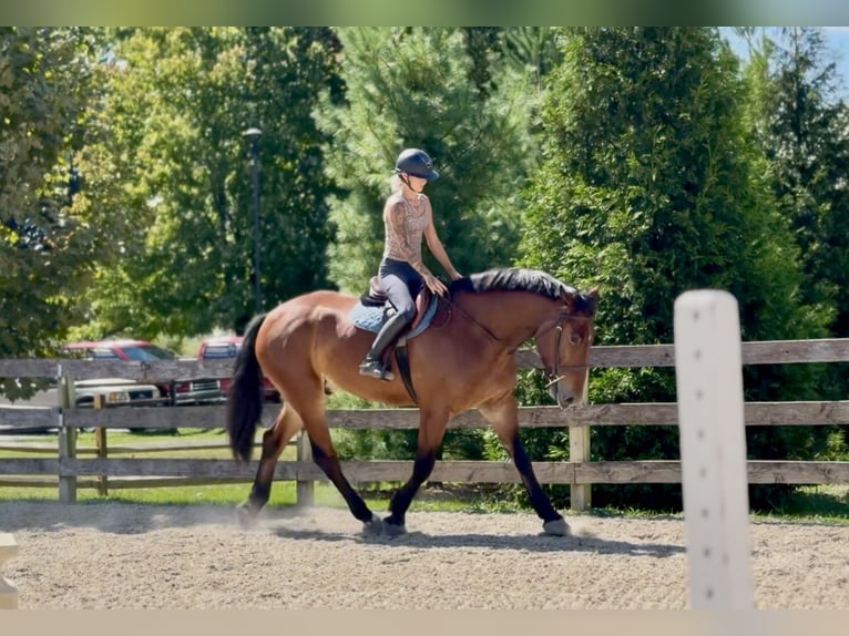 Percheron Mix Castrone 5 Anni 173 cm Baio ciliegia in Gap