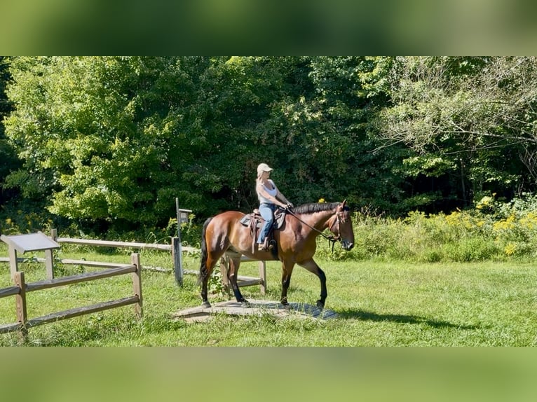 Percheron Mix Castrone 5 Anni 173 cm Baio ciliegia in Gap
