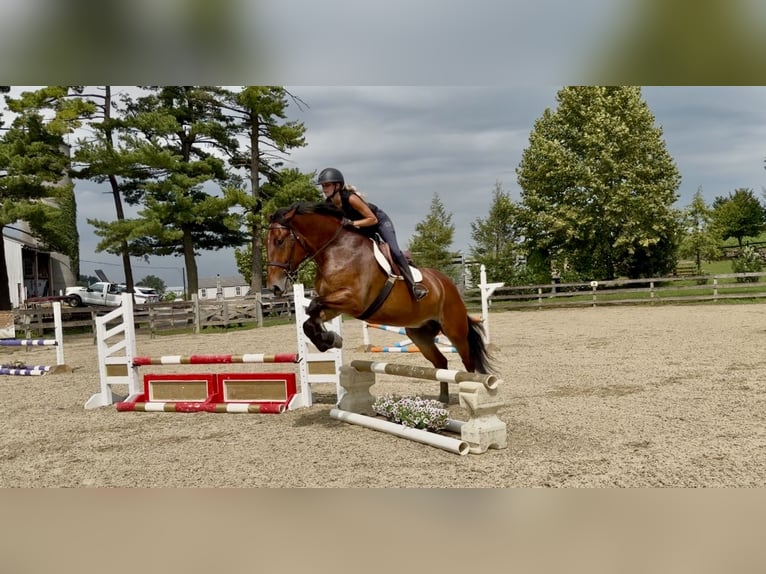 Percheron Mix Castrone 5 Anni 173 cm Baio ciliegia in Gap