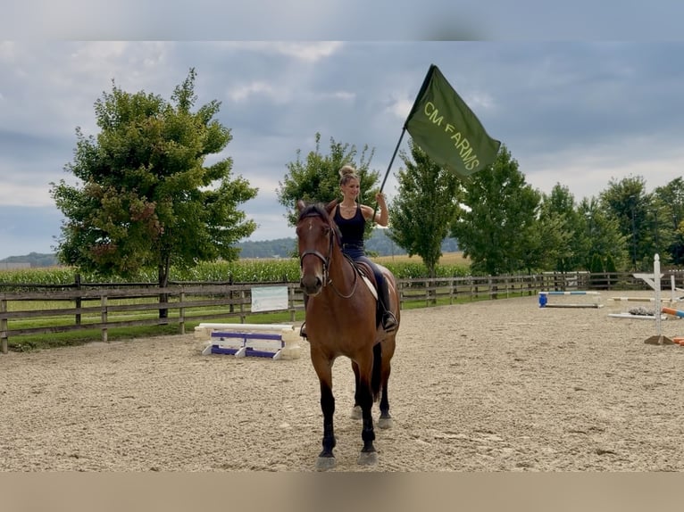 Percheron Mix Castrone 5 Anni 173 cm Baio ciliegia in Gap