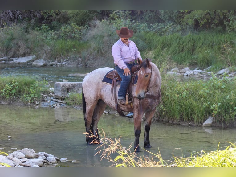 Percheron Castrone 5 Anni 173 cm Baio roano in Stephenville TX