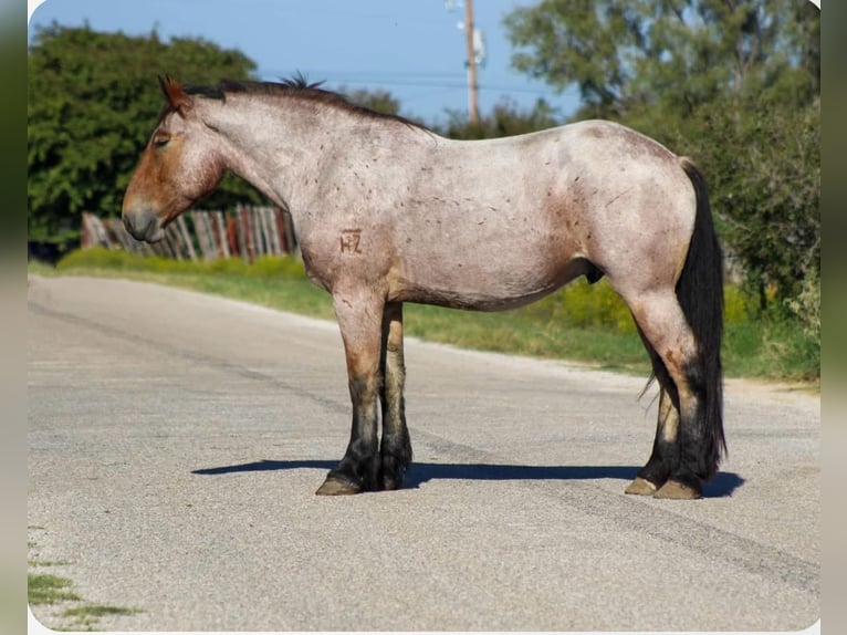 Percheron Castrone 5 Anni 173 cm Baio roano in Stephenville TX