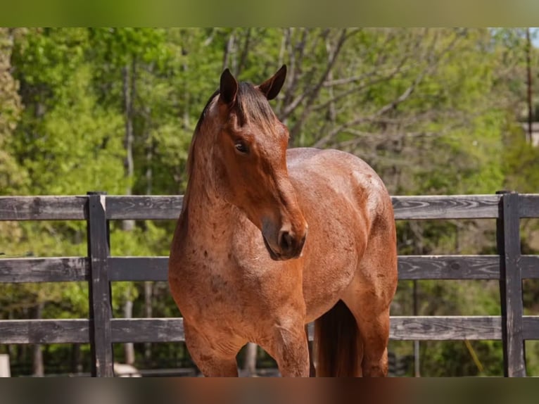 Percheron Mix Castrone 5 Anni 173 cm Roano rosso in Clover