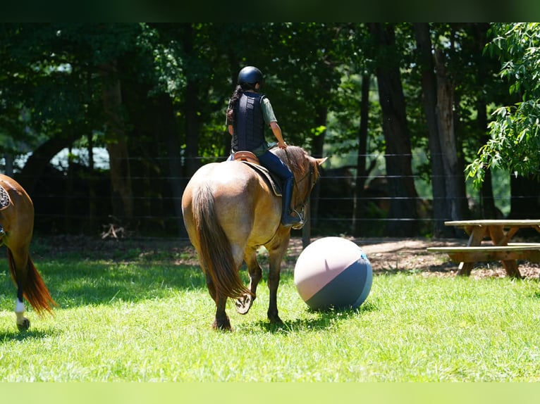 Percheron Mix Castrone 5 Anni 173 cm Roano rosso in Clover