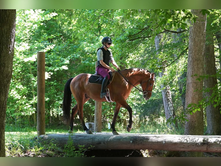 Percheron Mix Castrone 5 Anni 173 cm Roano rosso in Clover