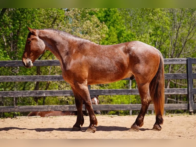 Percheron Mix Castrone 5 Anni 173 cm Roano rosso in Clover